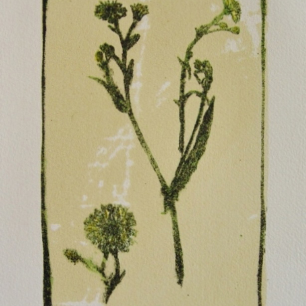 steendruk - klein streepzaad 20 x 13 cm (2)
