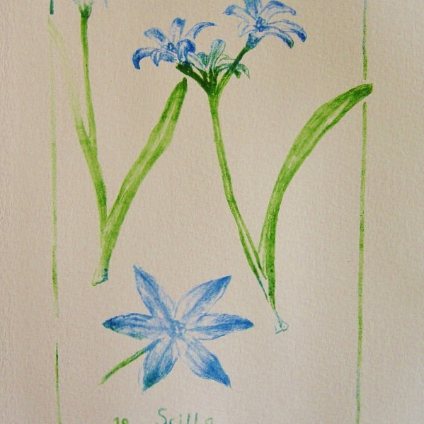 steendruk - scilla 20 x 13 cm
