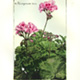 steendruk - roze geranium 20 x 13 cm
