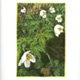 steendruk - witte bosanemoon 20 x 13 cm
